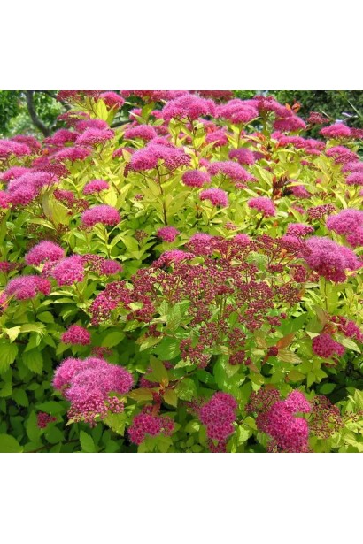 Кущ Golden Carpet – яскравий акцент у дизайні саду.